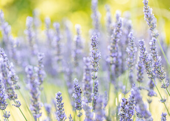 Lavandula angustifolia bunch of flowers in bloom, purple scented flowering bouquet of smelling beautiful plants
