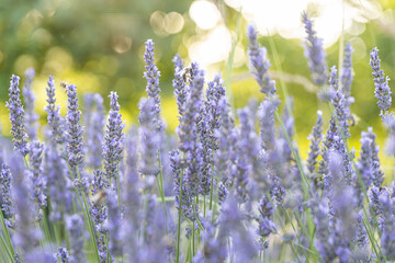 Lavandula angustifolia bunch of flowers in bloom, purple scented flowering bouquet of smelling...