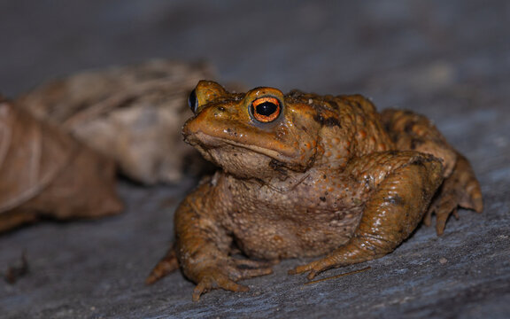Erdkr&ouml;ten Weibchen (Bufo bufo)