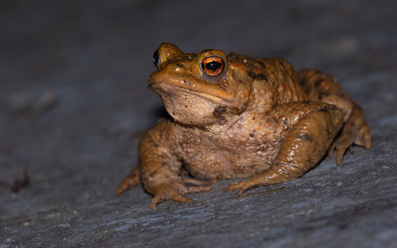 Erdkr&ouml;ten Weibchen (Bufo bufo)