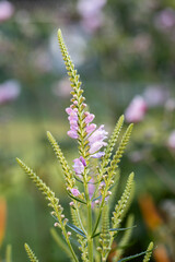 The summer blooming Physostegia virginiana, the obedient plant or false dragonhead, in flower.