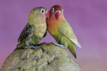 A pair of lovebirds are resting on a pomelo fruit. This bird which is used as a symbol of true love has the scientific name Agapornis fischeri.
