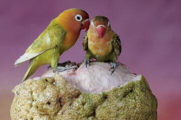 A pair of lovebirds are resting on a pomelo fruit. This bird which is used as a symbol of true love...