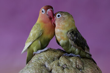 A pair of lovebirds are resting on a pomelo fruit. This bird which is used as a symbol of true love...