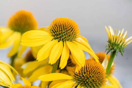 Echinacea Cheyenne spirit flowering in the park on green background. Yellow coneflowers. Echinacea hybrid. Macro. Selective focus. Side view.