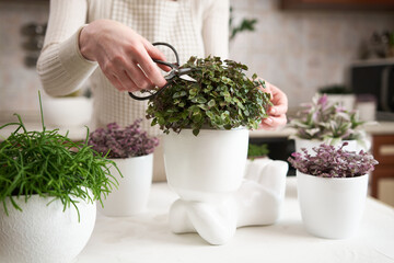 Woman cutting callisia Potted house plant in Human like ceramic flower planter