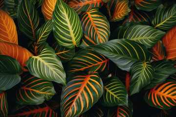 Fototapeta na wymiar A canvas of sunlit calathea leaves in a minimalistic composition, showcasing tropical patterns.