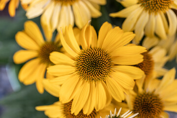 Echinacea Cheyenne spirit flowering in the park on green background. Yellow coneflowers. Echinacea hybrid. Macro. Selective focus. Side view.