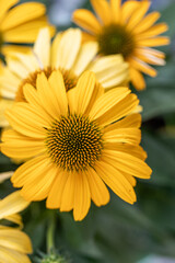Echinacea Cheyenne spirit flowering in the park on green background. Yellow coneflowers. Echinacea hybrid. Macro. Selective focus. Side view.