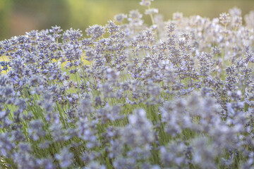 Obraz premium Close up of flowers of Lavandula angustifolia 'Munstead' in summer