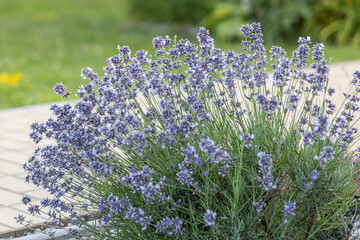 Close up of flowers of Lavandula angustifolia 'Munstead' in summer