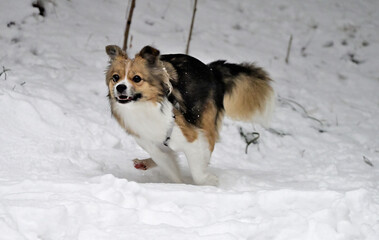dog in snow