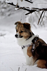 dog in snow