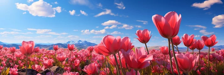 Fototapeten A flower field of colored beautiful tulips background. © serdjo13