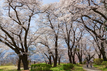 伊那公園・満開の桜　長野県伊那市にて