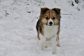 dog in snow