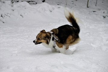 dogs in snow