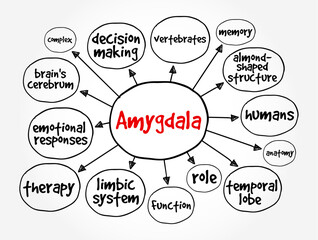 Amygdala is the integrative center for emotions, emotional behavior, and motivation, mind map concept background