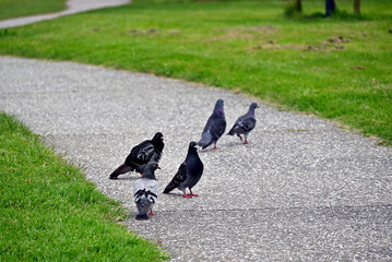 Obraz premium Travel in Auckland (Nov. 2023)