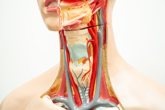 The throat, pharynx and larynx model anatomy for medical training course, teaching medicine education.