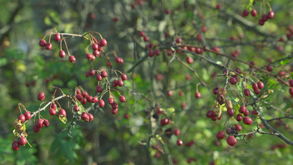 Rose hips on a branch in the forest
