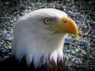 portrait of a eagle