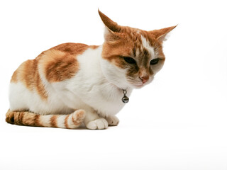 Picture of Coco, a white and red cat in a professional studio isolated on a white background