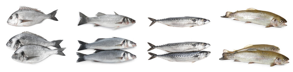 Different types of raw fish isolated on white, set - obrazy, fototapety, plakaty