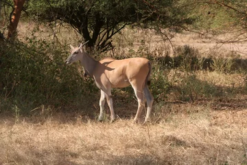 Printed kitchen splashbacks Antelope Bel antilope