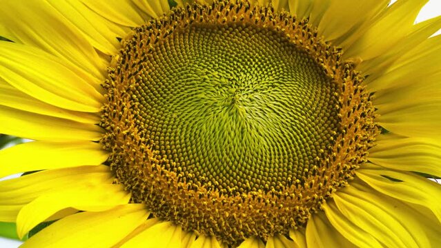 A smoothly rotating 4k image of a sunflower on a bright summer day.