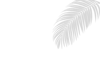 Gray Coconut Leaf, Palm leaf Silhouette, One areca nut leaves shadows on White Background, Hand Drawn, for Decoration.
