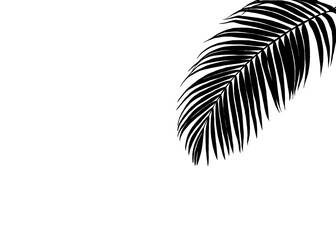Black Coconut Leaf, Palm leaf Silhouette, One areca nut leaves on White Background, Hand Drawn, for Decoration.