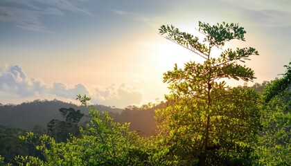 Green plants and trees at rain forest mountain in spring