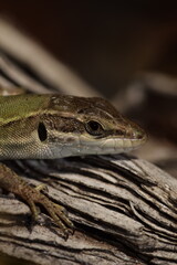 lizard on the tree