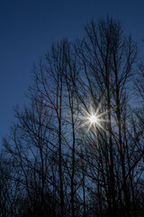 落葉樹の木の隙間から指す太陽の光