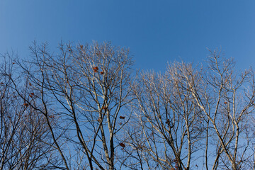Fototapeta na wymiar 青い空と落葉樹