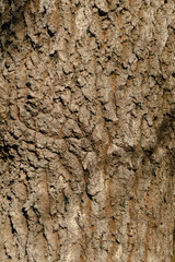 様々な模様の樹木の表皮