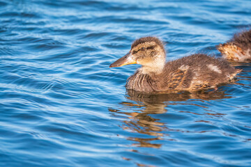 Cute little duckling swimming alone in a lake or river with calm water