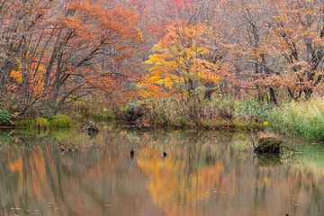 映る紅葉