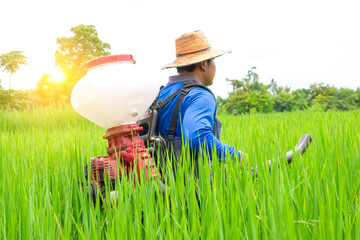 A farmer in Asia is spreading fertilizer on a green rice field