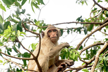A monkey sits on a tree in the forest in nature, a rare sight and the background