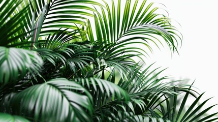 A bunch of green palm leaves on a white background. Can be used for tropical themes or as a background image