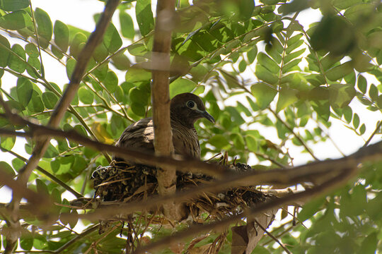 An image of a bird sleeping in a nest in a tree, in nature