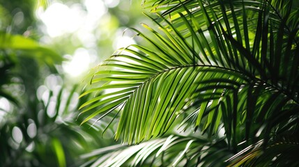 A detailed close-up of a palm leaf in a lush forest. Perfect for nature enthusiasts and tropical-themed designs