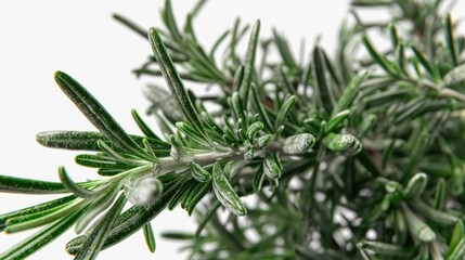 Obraz premium A detailed view of a plant with lush green leaves. Ideal for botanical or nature-themed projects