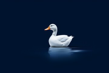 A detailed portrait of a white duck floating on water is set against a deep black background.