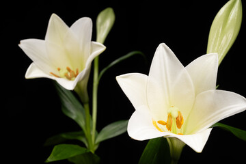 Die Lilien (Lilium) sind eine Pflanzengattung der Familie der Liliengewächse
