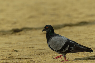 Image of a bird walking in search of food, in nature