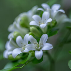 Close Up of White Flowers