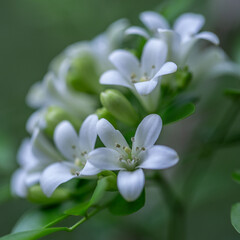 Obraz premium Close Up of White Flowers